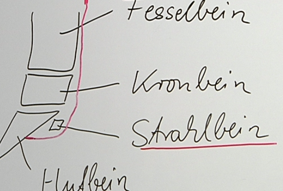 Schema_der_distalen_Gliedmassen