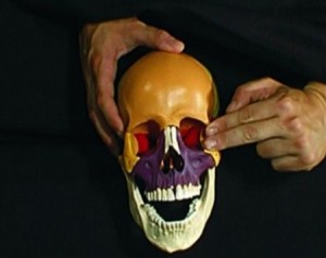 Craniosacrale Osteopathie