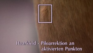 Haarkleid-Piloarrektion an aktivierten Punkten