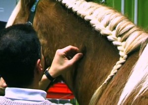 Hautfalten-Palpation Pferd