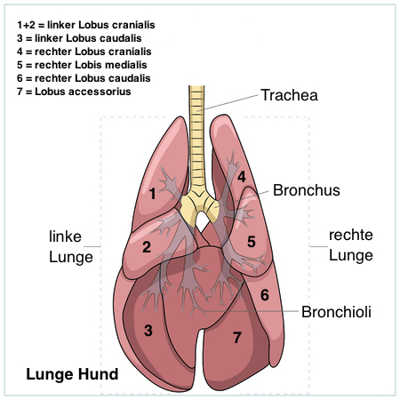 Lungenlappen