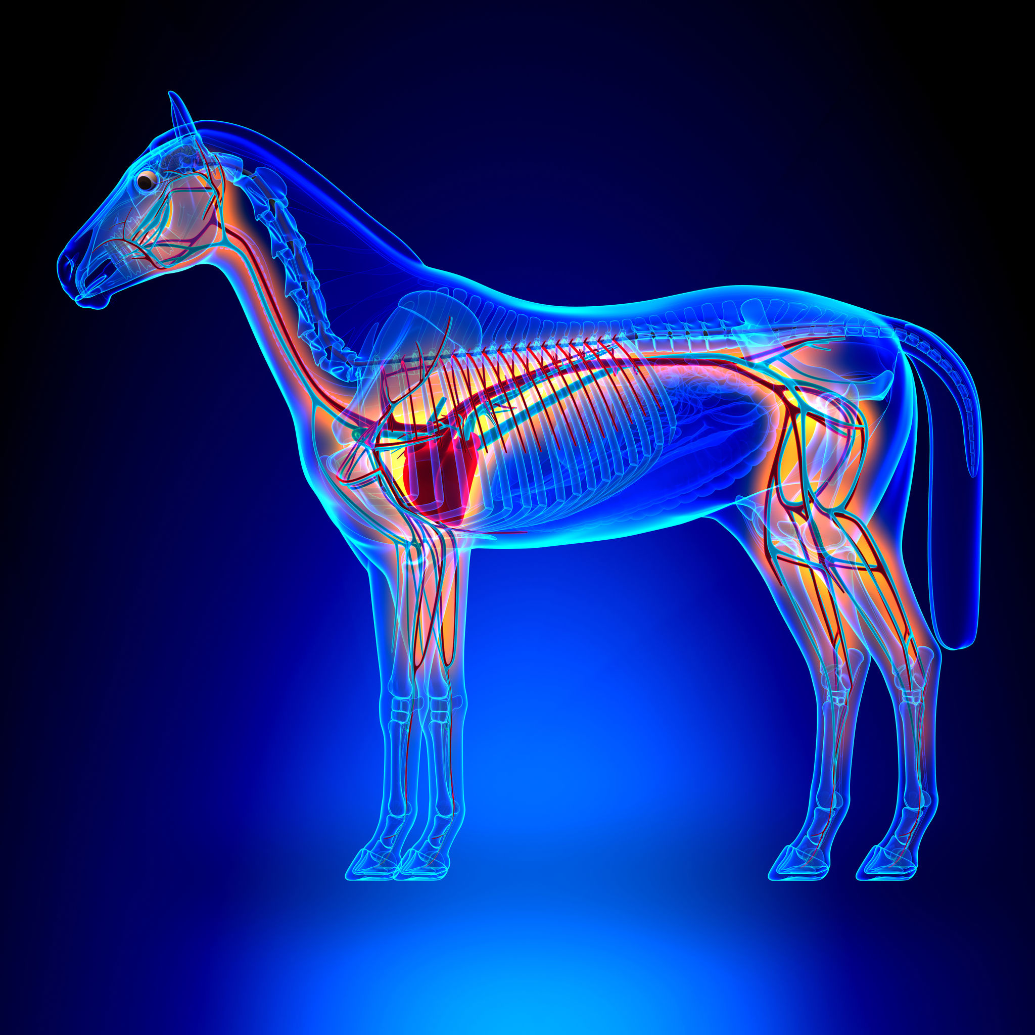 Herzklappen beim Pferd - Aufbau und Funktion von Dr. Volker