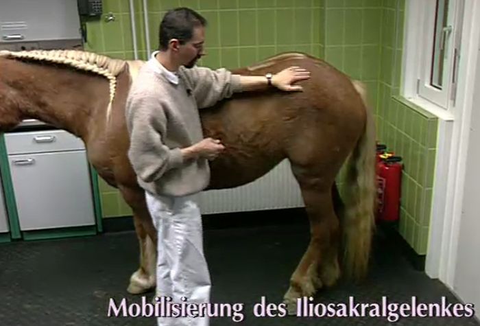 Mobilisationstechnik des Iliosakralgelenks beim Pferd