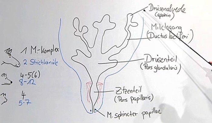 Aufbau einer Milchdrüse 