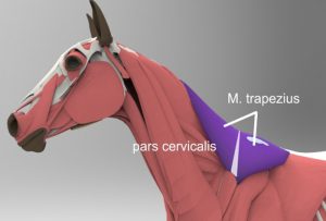 Musculus trapezius / Pars cervicalis