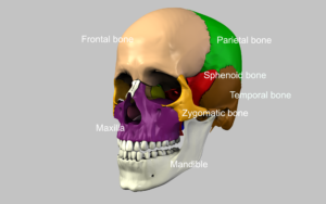 Anatomic Structures Skull