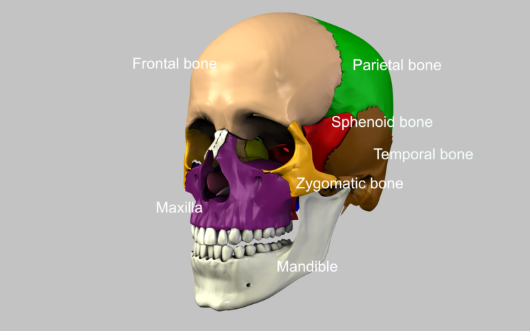 Craniosacral Osteopathy By Torsten Liem - Blog.loadmedical.com