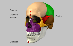 Orientation Skull